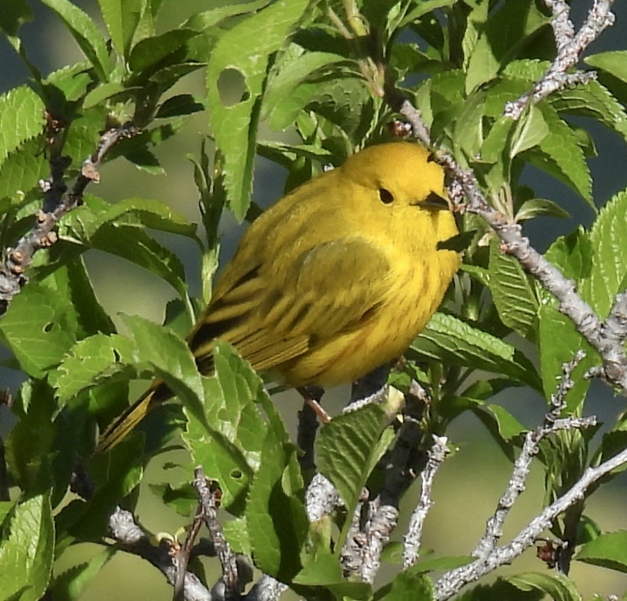 Northern Yellow Warbler - ML635842921