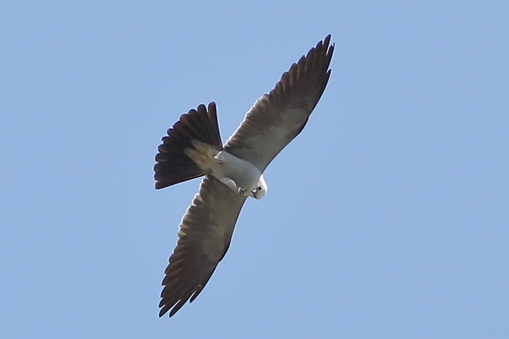 Mississippi Kite - ML635842934