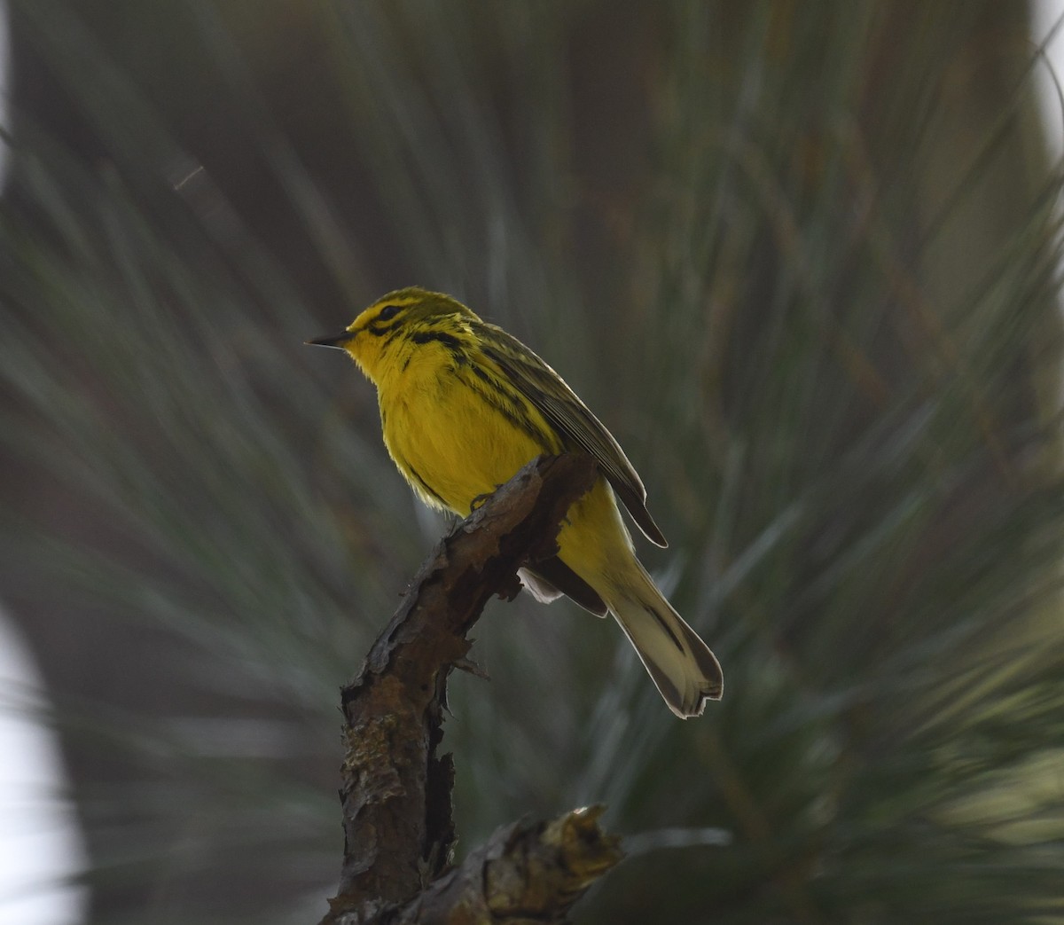 Prairie Warbler - ML635842948
