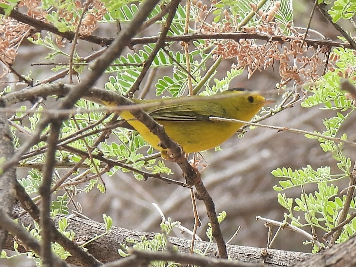 Wilson's Warbler - ML635842992
