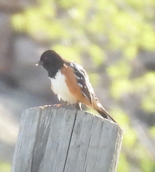 Spotted Towhee - ML635843012