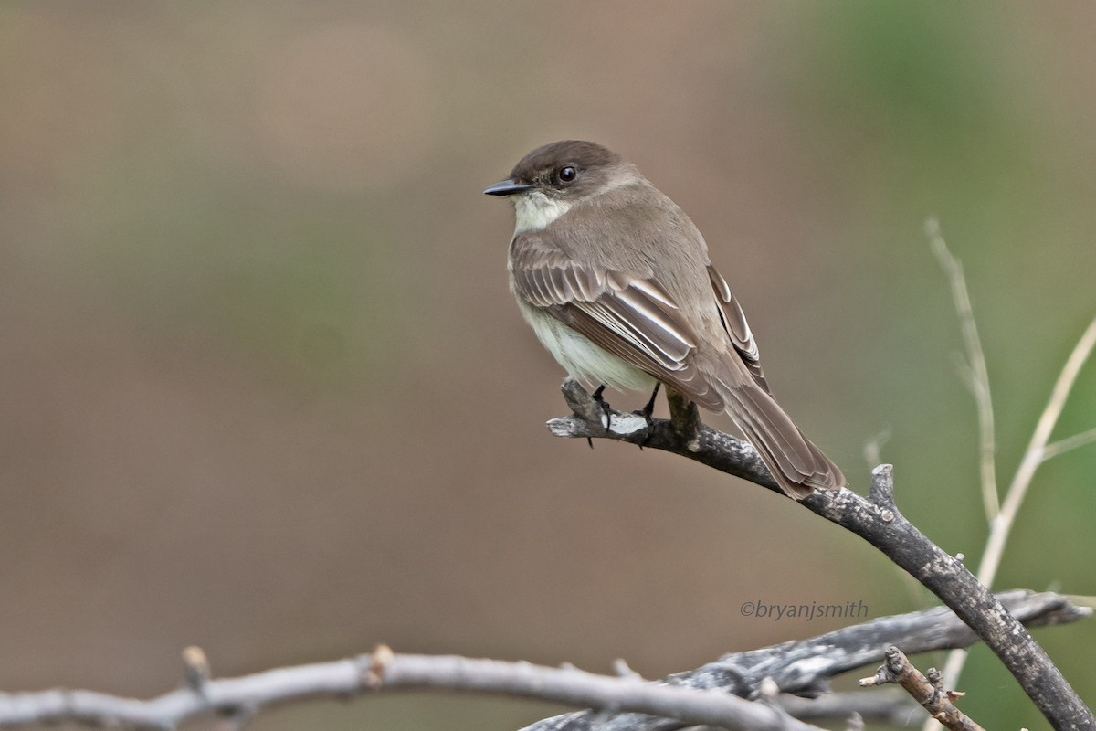 Eastern Phoebe - ML635843055