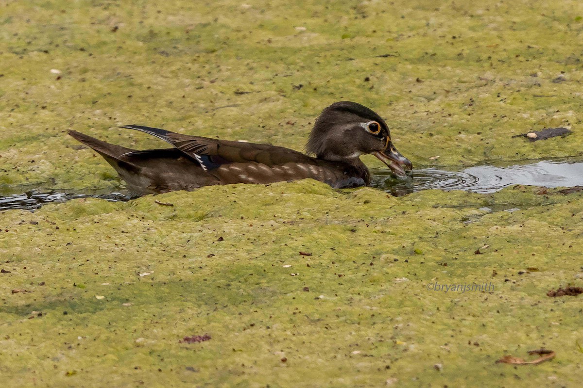 Wood Duck - ML635843069