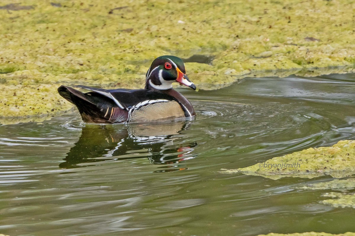 Wood Duck - ML635843075