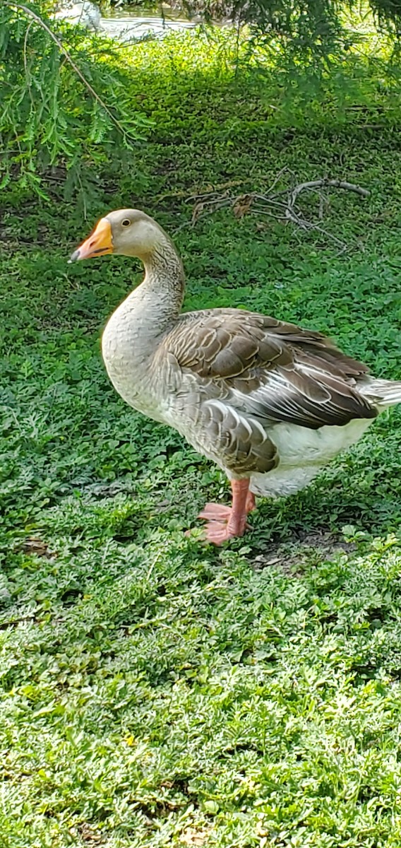 Graylag Goose (Domestic type) - ML635843079