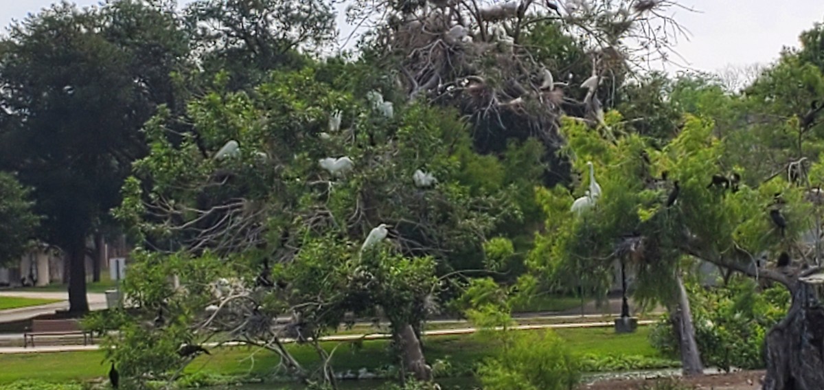 Great Egret - ML635843085