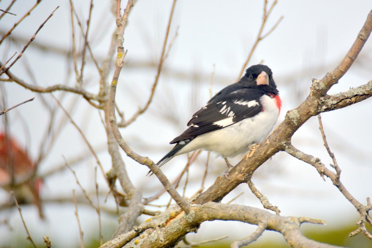 ムネアカイカル - ML635843113