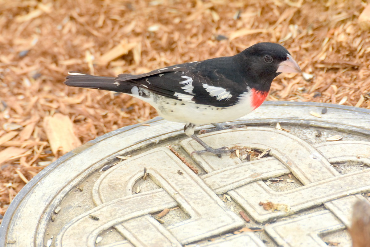 ムネアカイカル - ML635843114