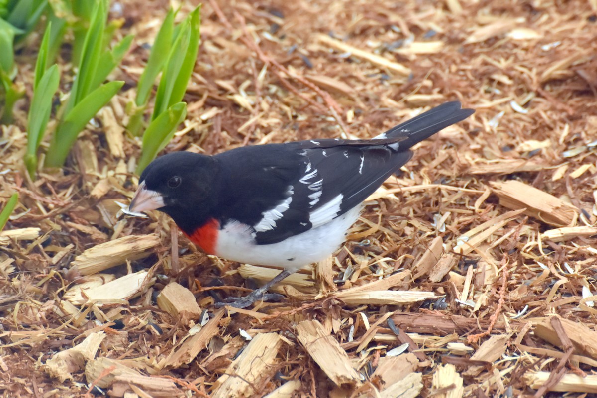 ムネアカイカル - ML635843115