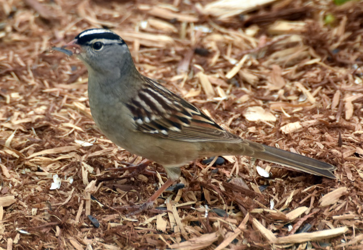 ミヤマシトド - ML635843123