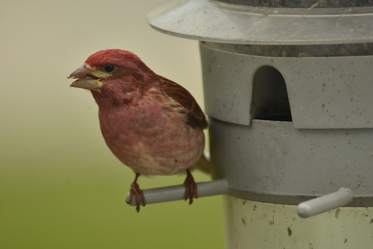 ムラサキマシコ - ML635843128