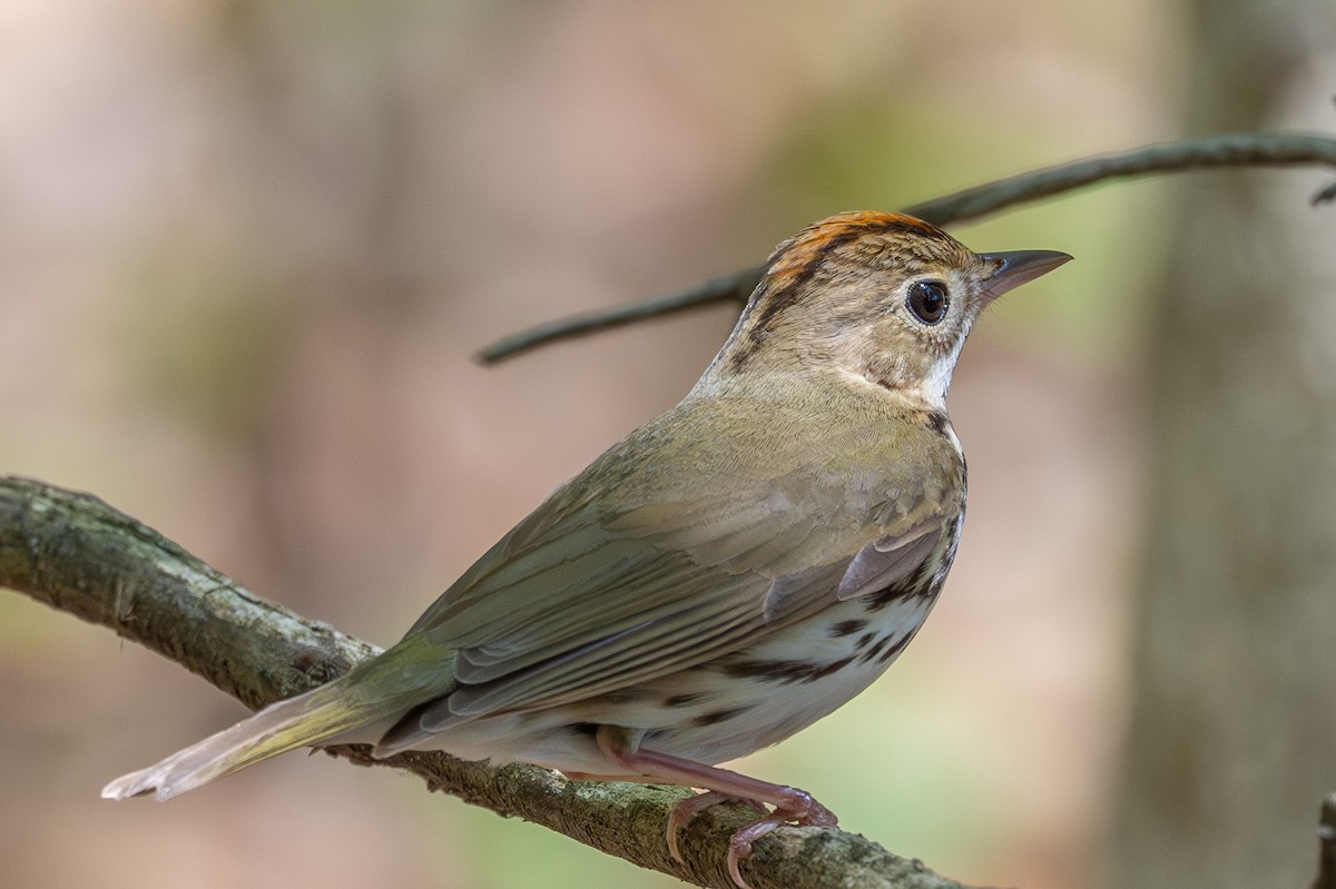 Ovenbird - ML635843131
