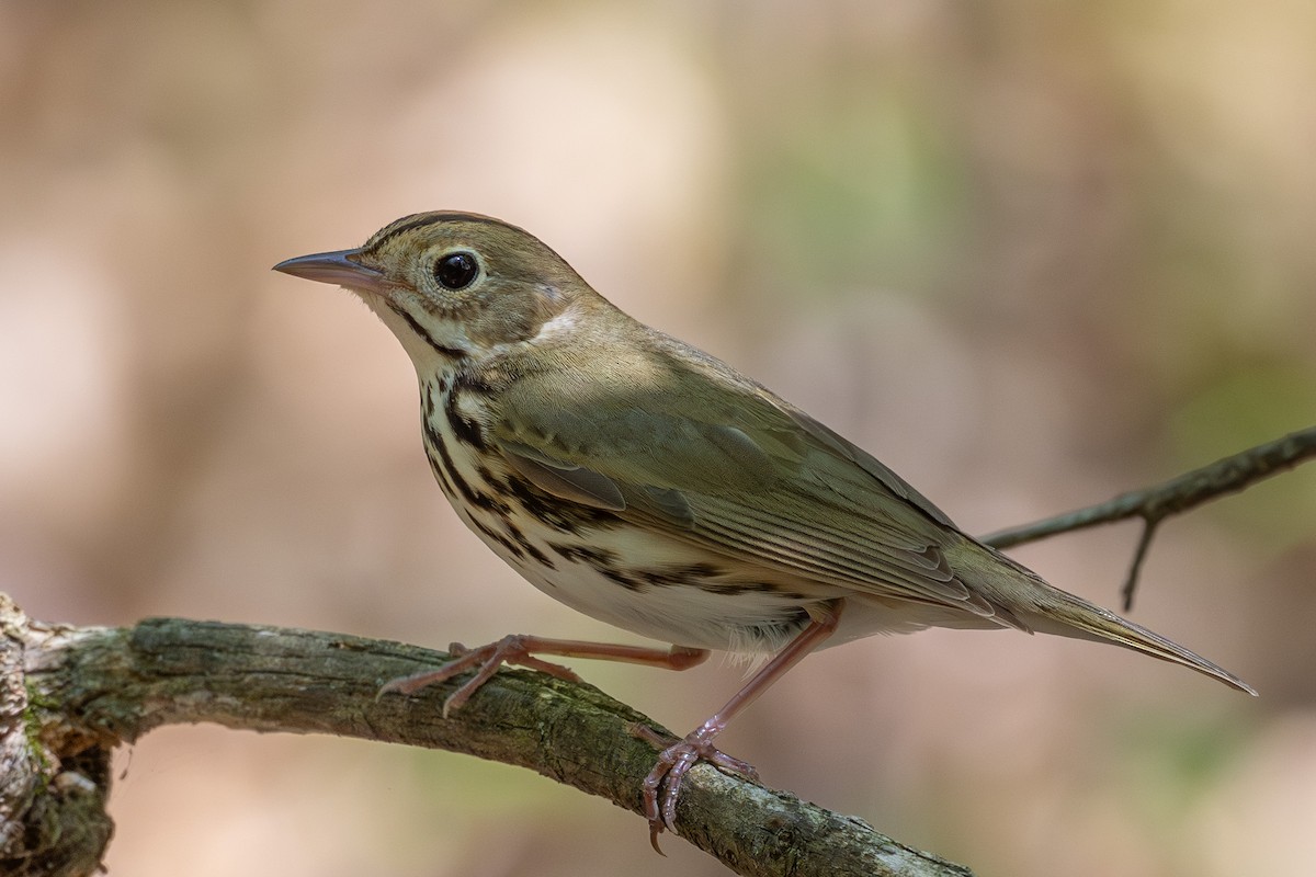 Ovenbird - ML635843139