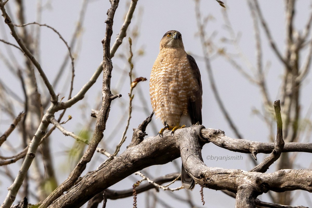 Cooper's Hawk - ML635843171