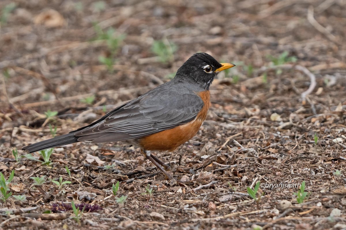 American Robin - ML635843182