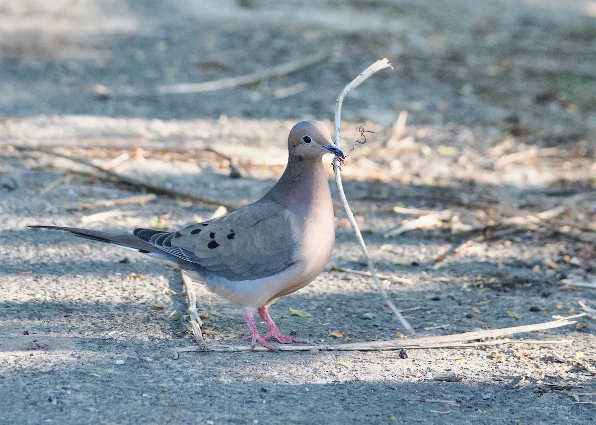 Carolinataube - ML635843210