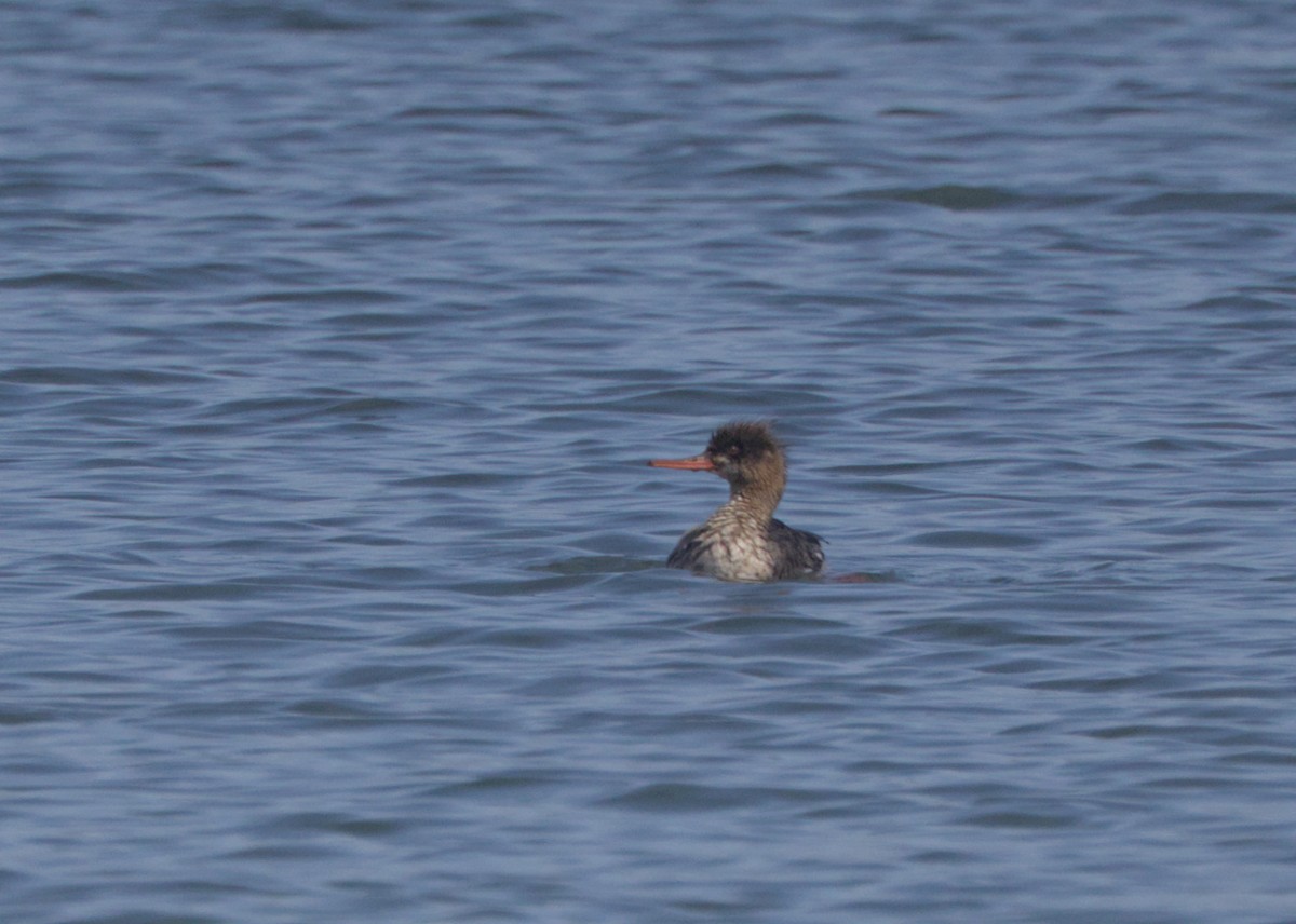 Сэвгэр бохио - ML635843221