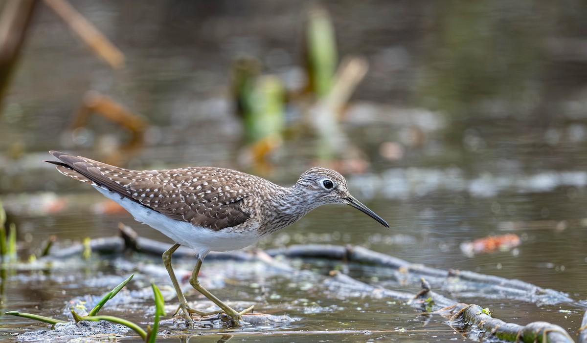 Solitary Sandpiper - ML635843251
