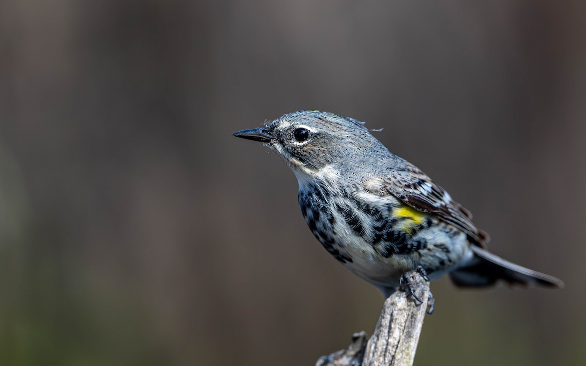 Yellow-rumped Warbler - ML635843266