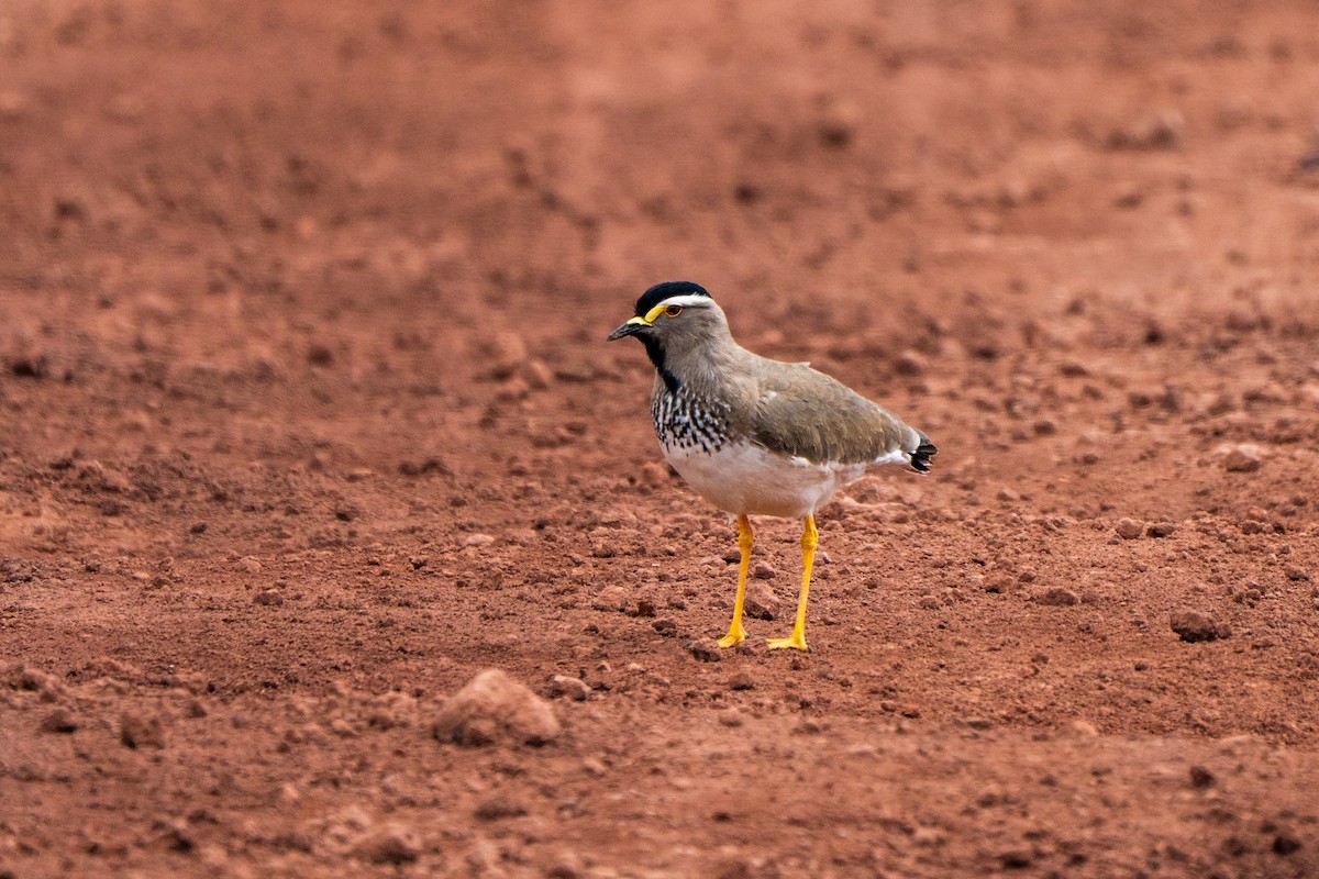 Spot-breasted Lapwing - ML635843364