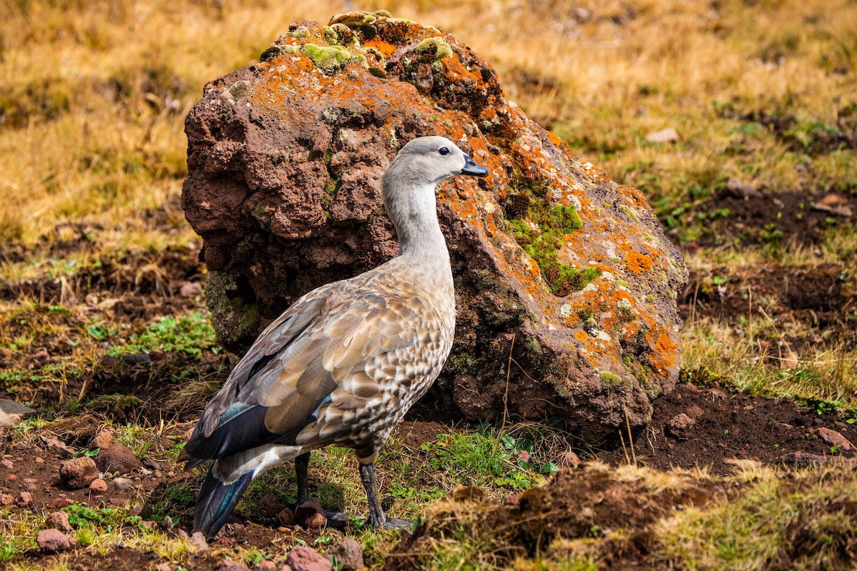 Blue-winged Goose - ML635843382