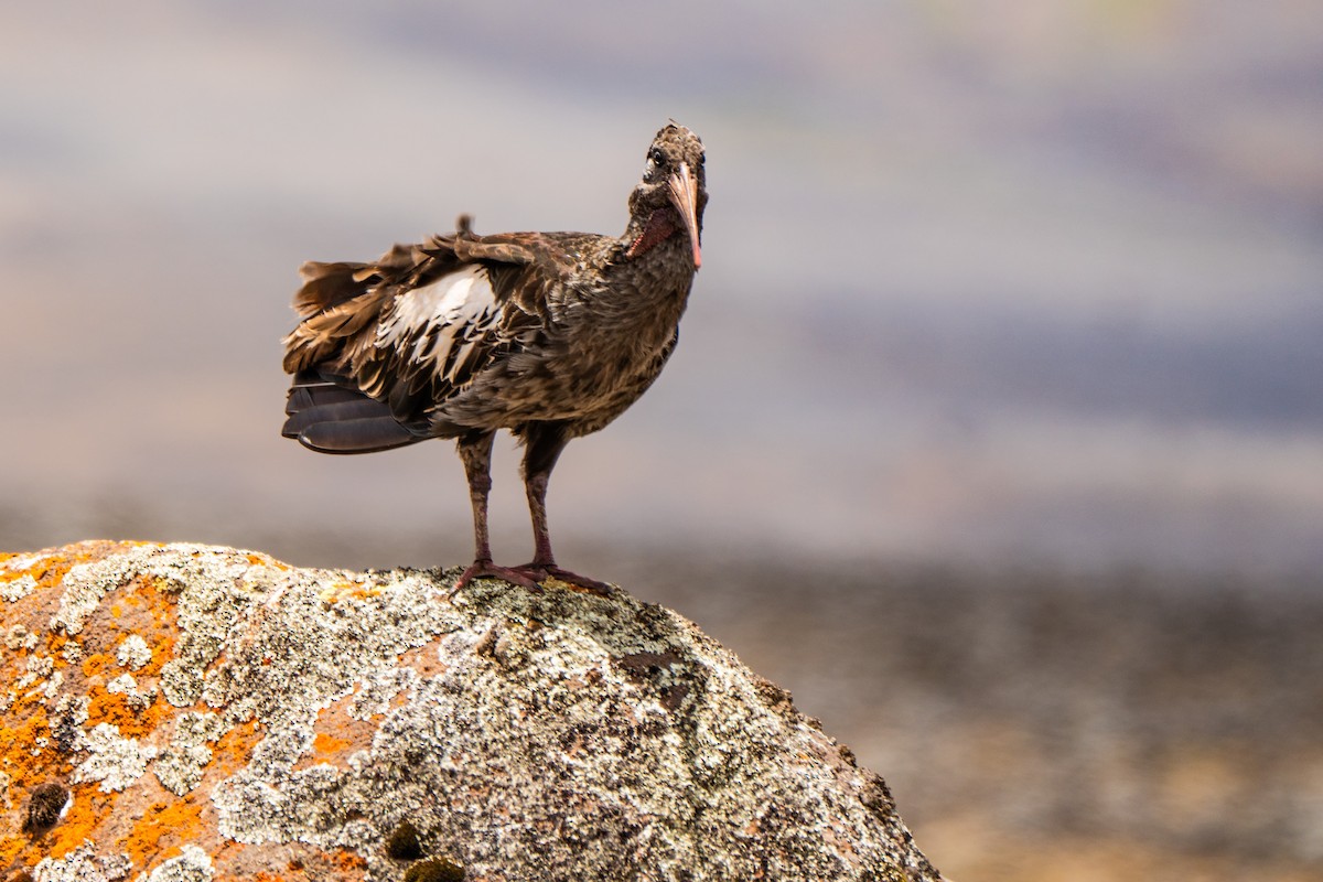 ibis etiopský - ML635843455