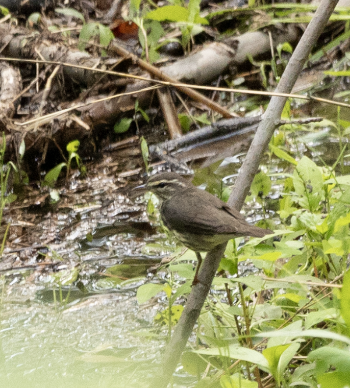 Louisiana Waterthrush - ML635843624