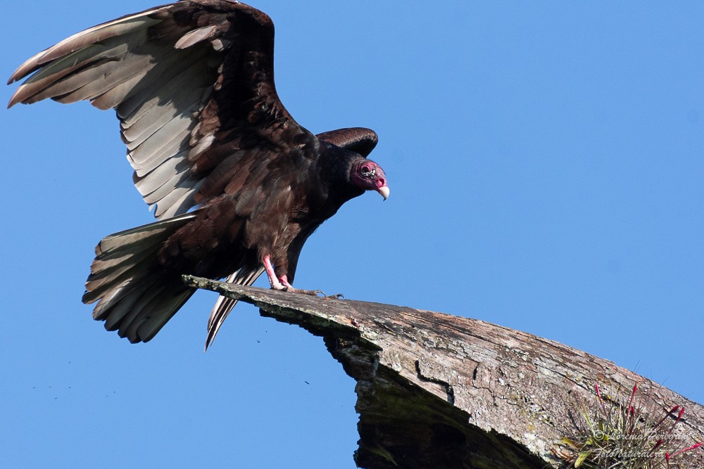 Turkey Vulture - ML635843789