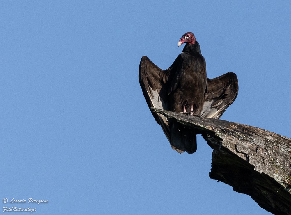 Turkey Vulture - ML635843790