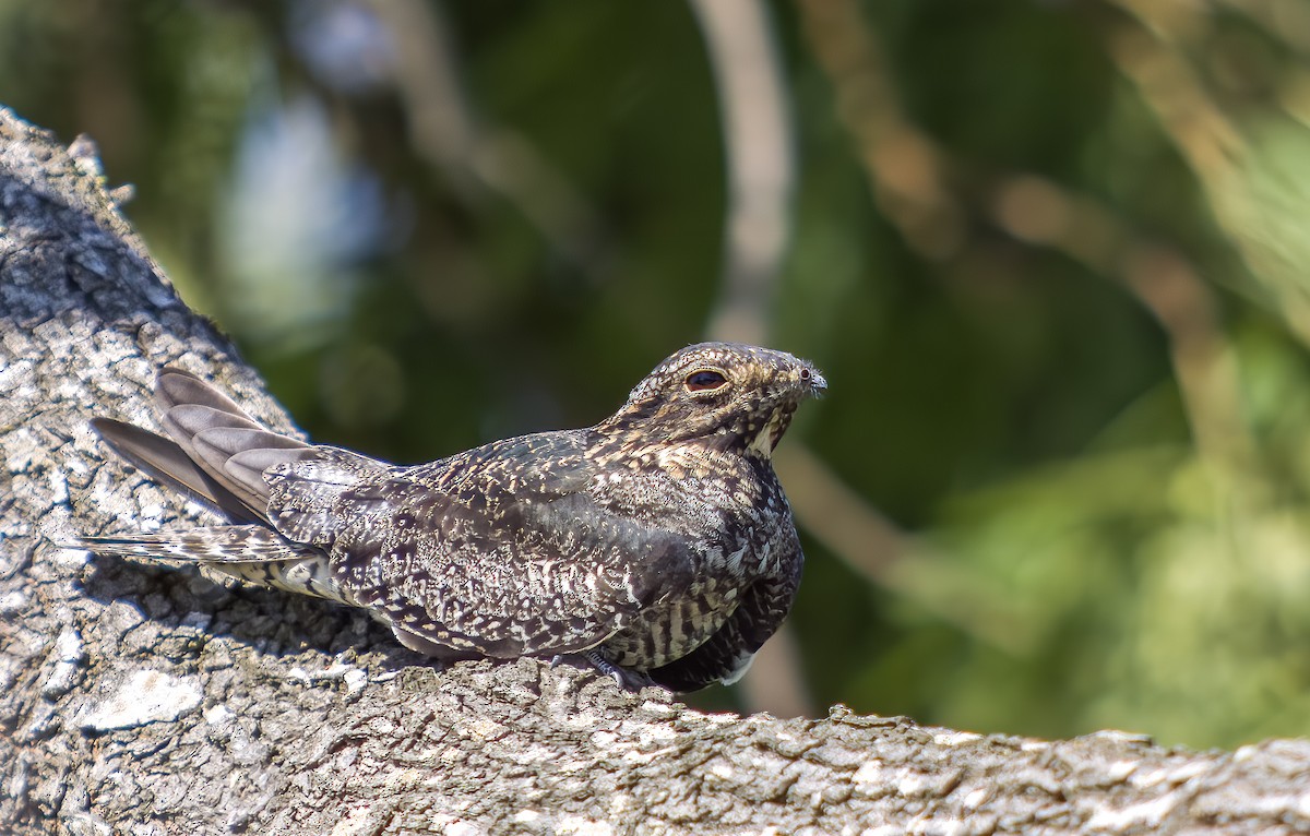 Common Nighthawk - ML635843877