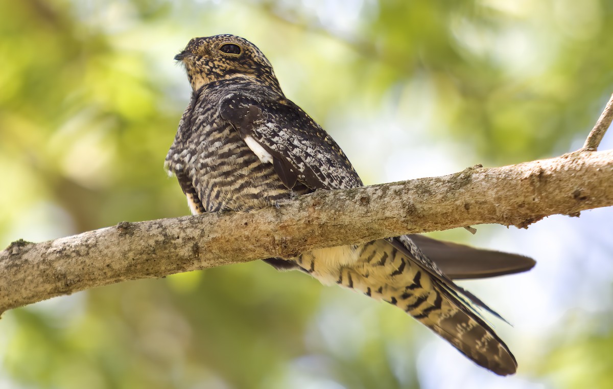 Common Nighthawk - ML635843878