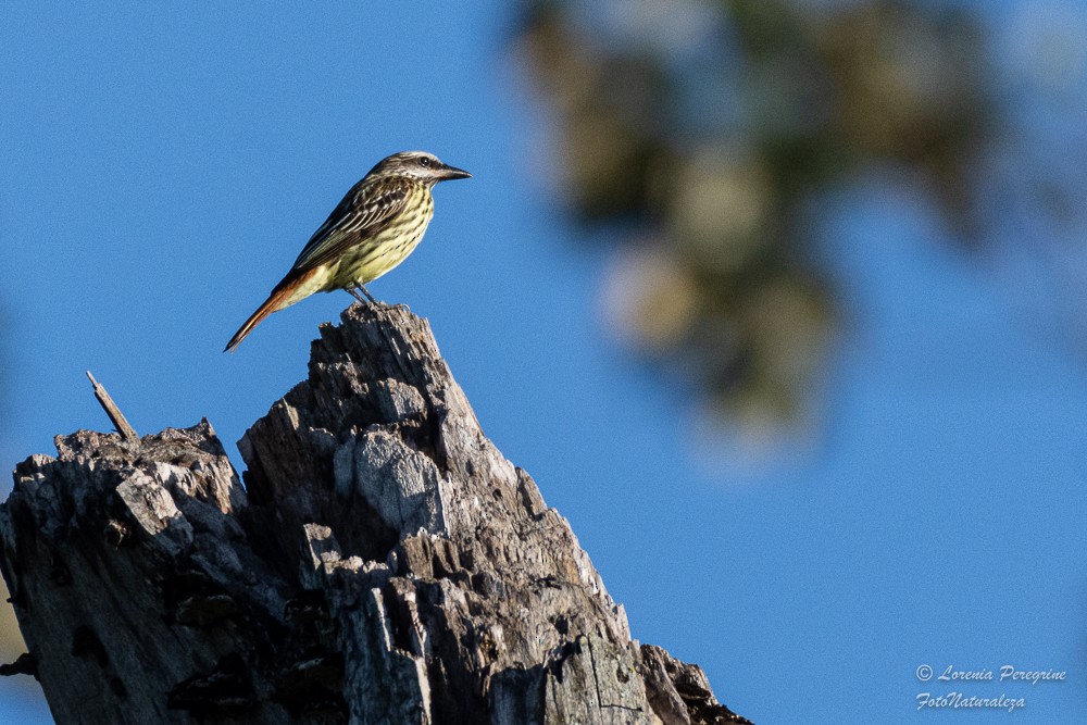 Sulphur-bellied Flycatcher - ML635843899