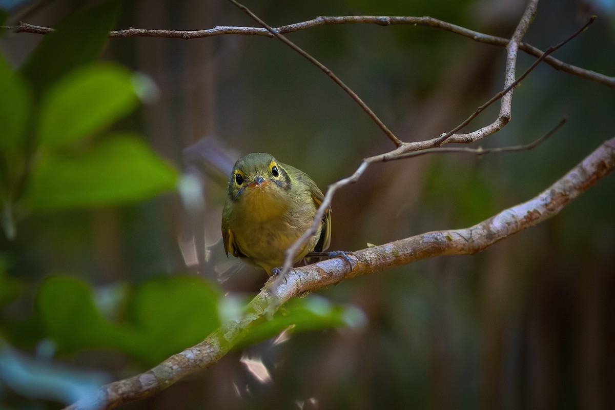 Oustalet's Tyrannulet - ML635843900