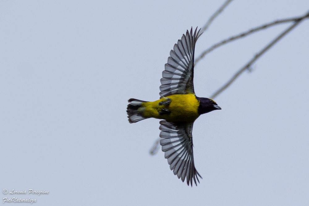 Scrub Euphonia - ML635843919
