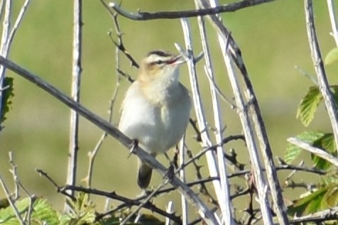 Sedge Warbler - ML635843922