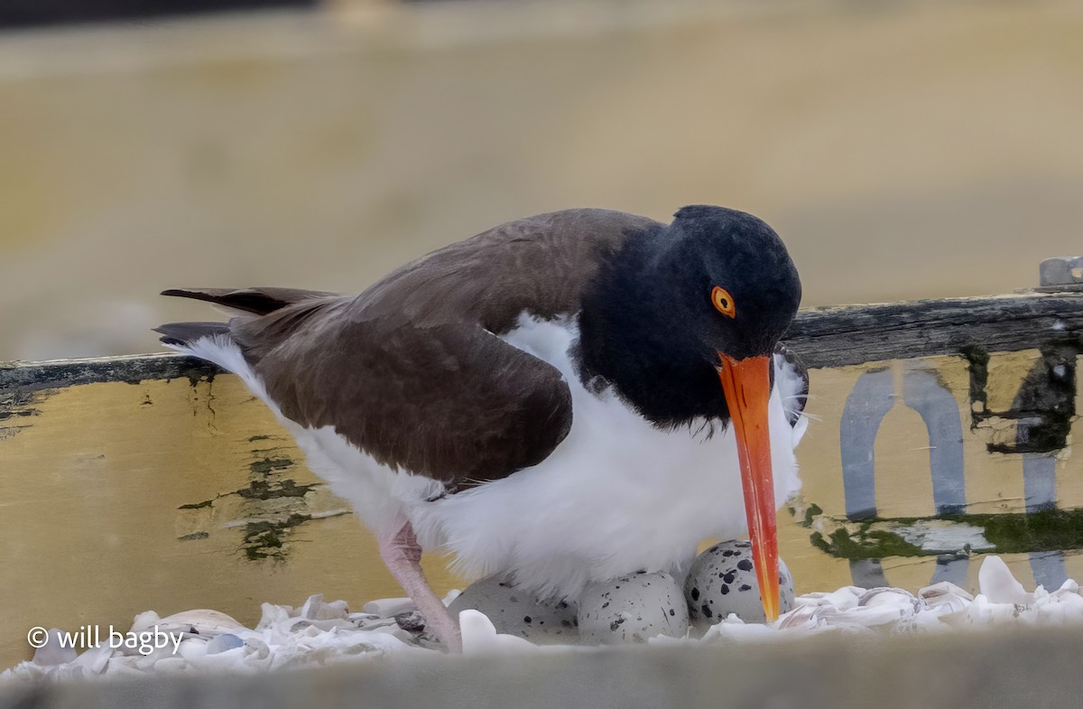 American Oystercatcher - Will Bagby
