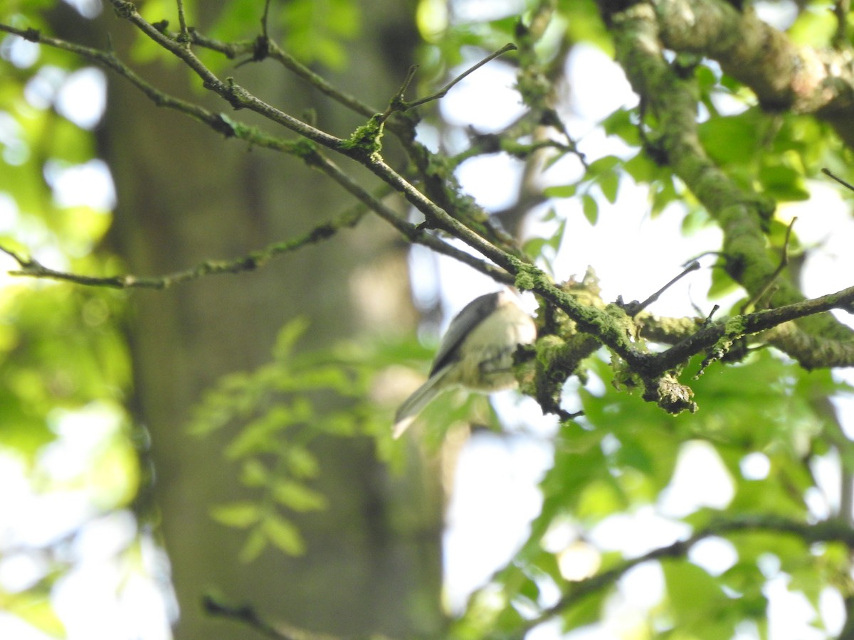 Carolina Chickadee - ML635843955