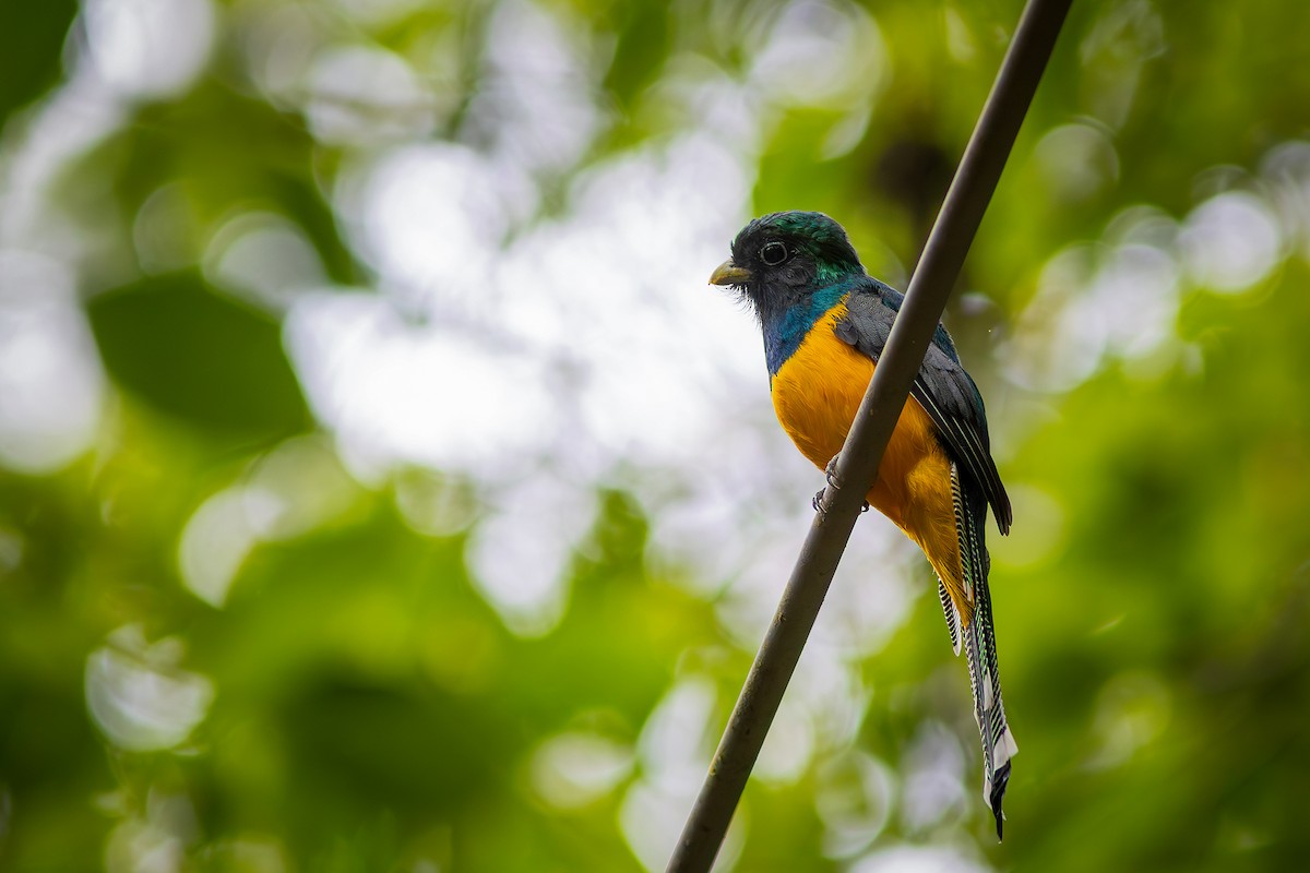 Atlantic Black-throated Trogon - ML635843965
