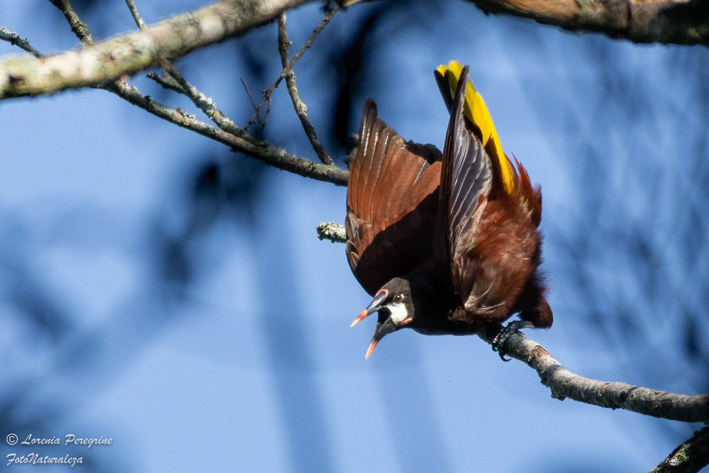 Montezuma Oropendola - ML635843974
