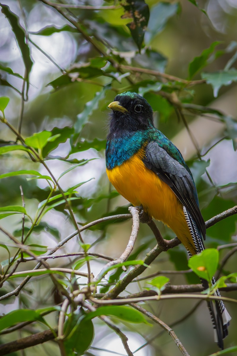 Atlantic Black-throated Trogon - ML635843977
