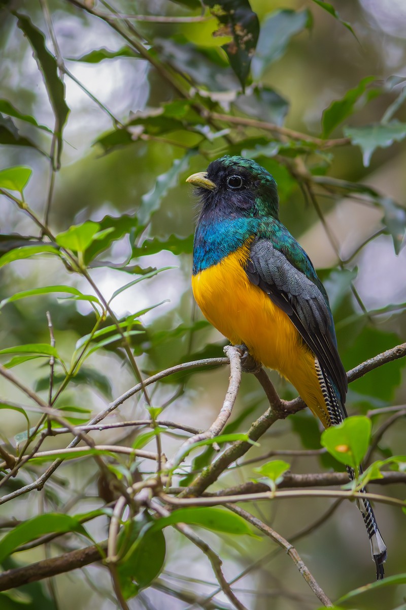 Atlantic Black-throated Trogon - ML635843978