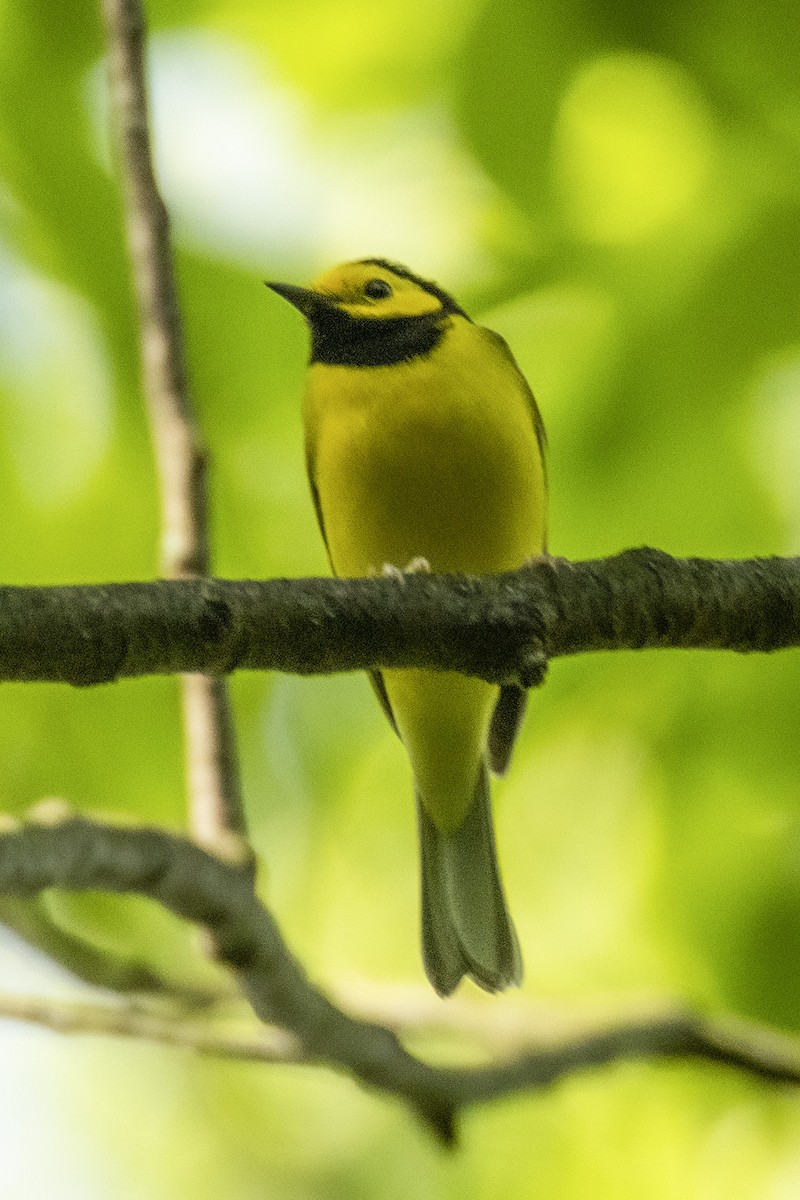 Hooded Warbler - ML635843987