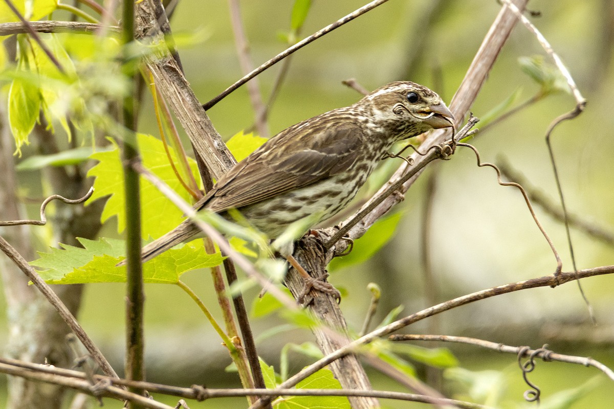 Rose-breasted Grosbeak - ML635844000