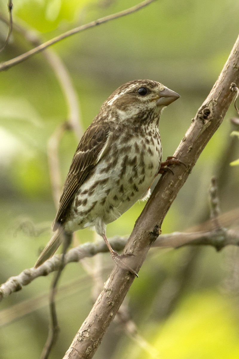 Rose-breasted Grosbeak - ML635844001
