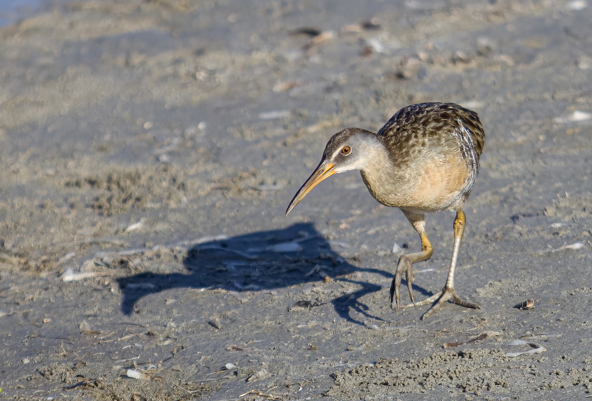 Clapper Rail - ML635844094