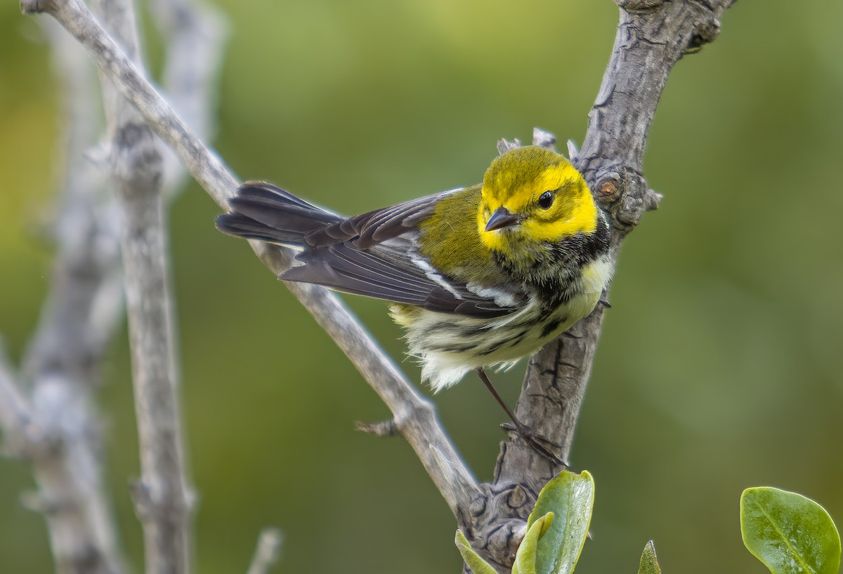 Black-throated Green Warbler - ML635844107