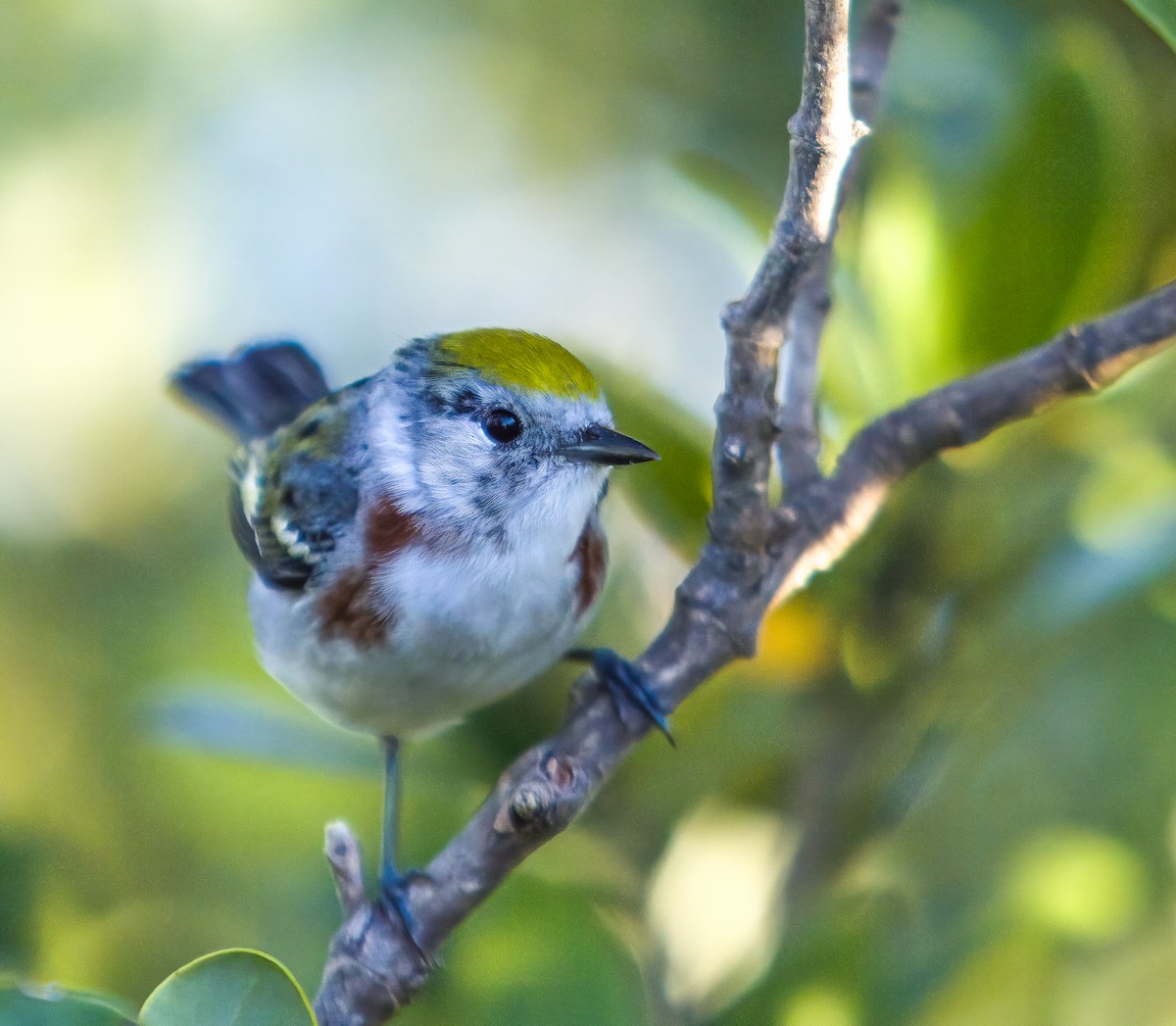 Chestnut-sided Warbler - ML635844118