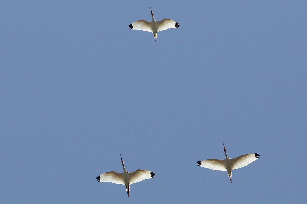 White Ibis - ML635844148