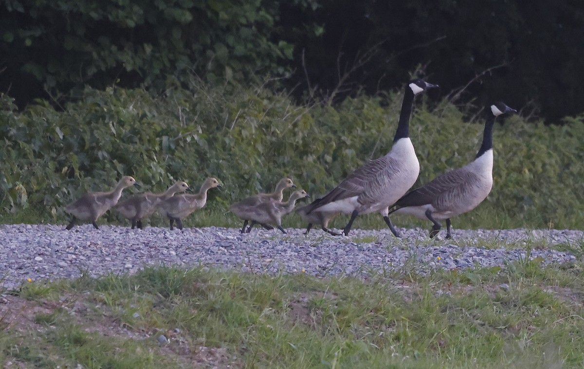 Canada Goose (canadensis Group) - ML635844169