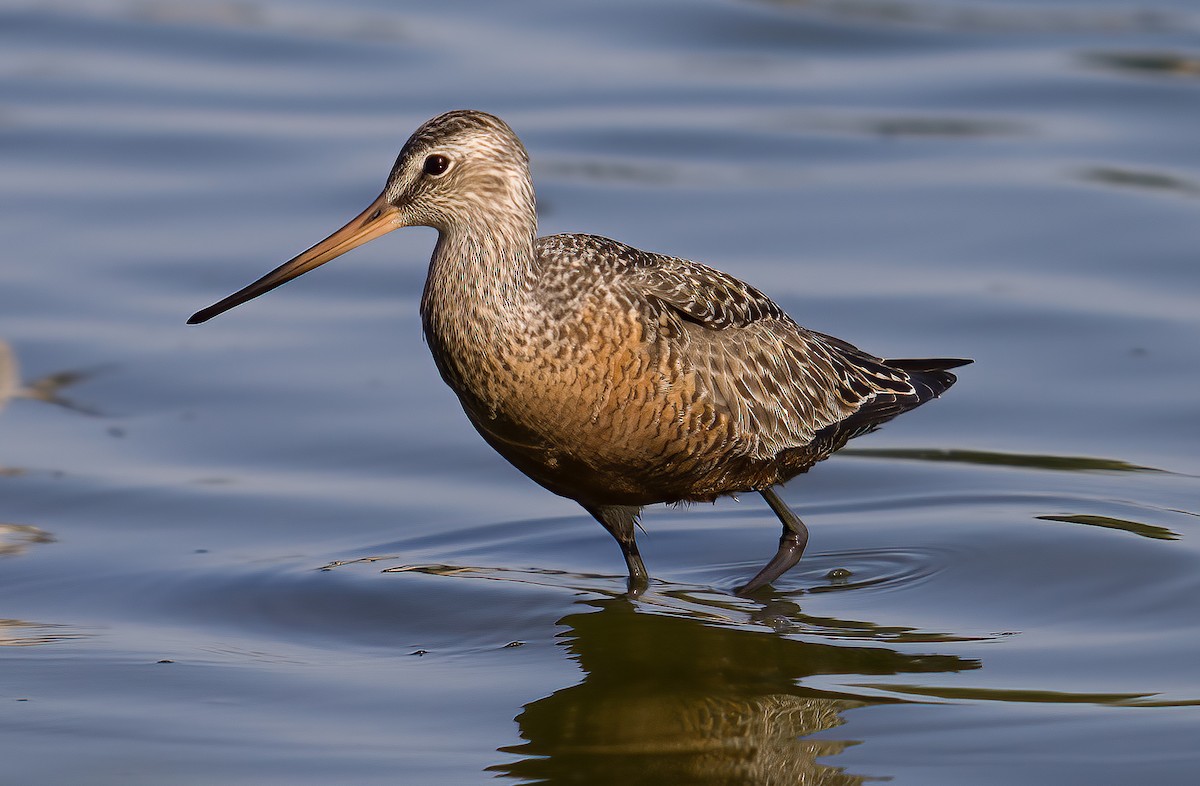 Hudsonian Godwit - ML635844210